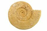 Jurassic Ammonite (Hildoceras?) Fossil - Morocco #289720-1